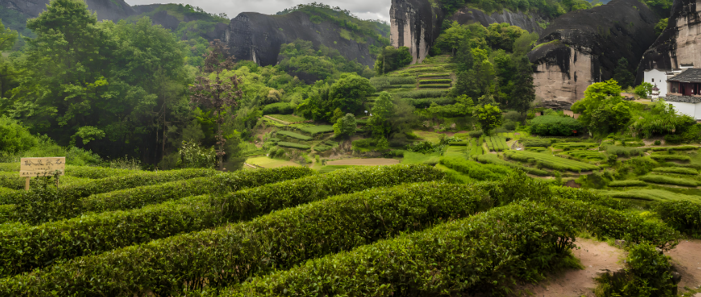 正山小种