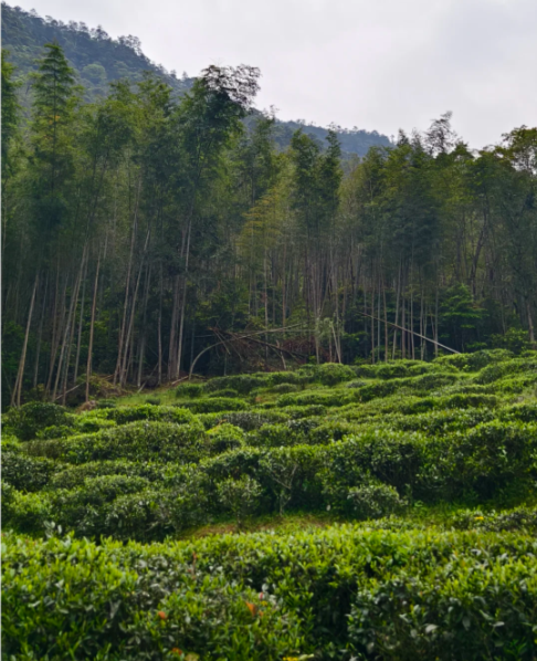 Zhengshan Xiaozhong · Smoked Xiaozhong Black Tea - 4