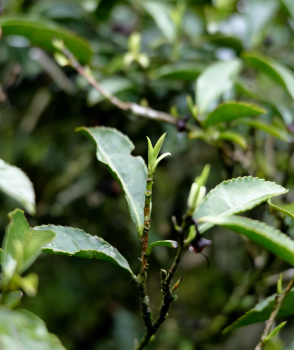 Wuyi Mountain Black Tea · Premium Old Tree Zheng Shan Xiao Zhong - 5 Wuyi Mountain Black Tea · Premium Old Tree Zheng Shan Xiao Zhong - 5