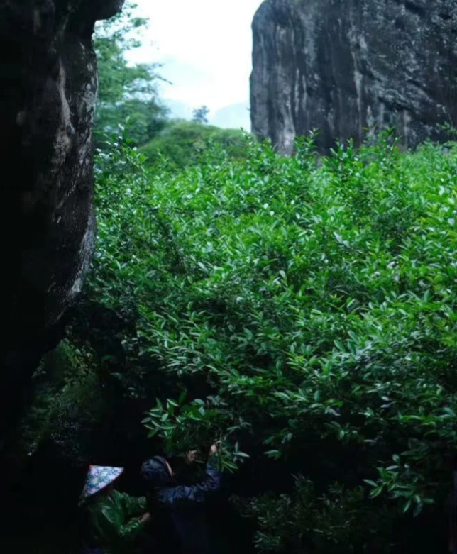 Wuyi Mountain Black Tea · Special Grade Old Tree Zheng Shan Xiao Zhong - 4 Wuyi Mountain Black Tea · Premium Old Tree Zheng Shan Xiao Zhong - 4