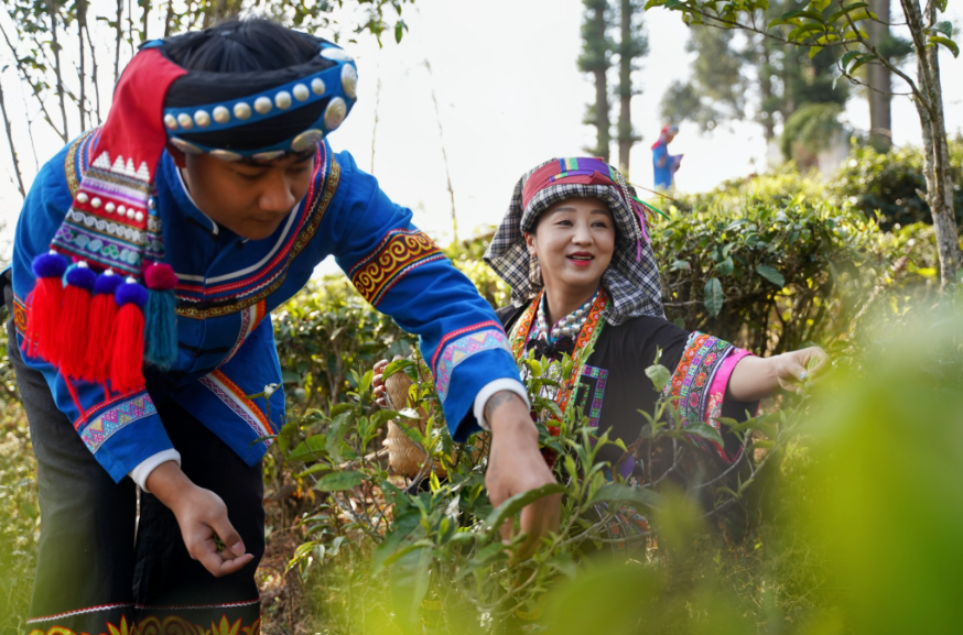 What Are the Benefits of Yunnan Black Tea?