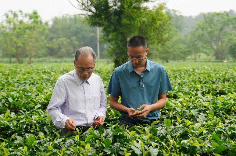 Yingde Black Tea: A Legacy of Tea Aroma Passed Down for Thousands of Years